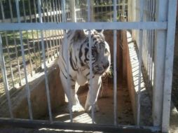 Entre los ejemplares asegurados se encuentra un tigre de bengala blanco. TWITTER / @PROFEPA_Mx