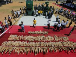 Autoridades exhiben los colmillos antes de que sean incinerados. AP / E. Jayawardena