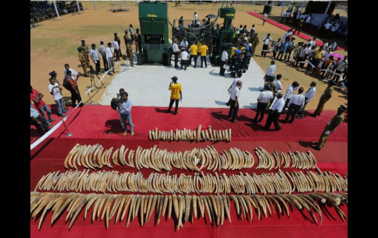 Autoridades exhiben los colmillos antes de que sean incinerados. AP / E. Jayawardena