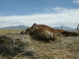 Los ambientalistas dicen que el fenómeno climático puede llegar a tener impactos mayores en los próximos dos meses. EL INFORMADOR / ARCHIVO