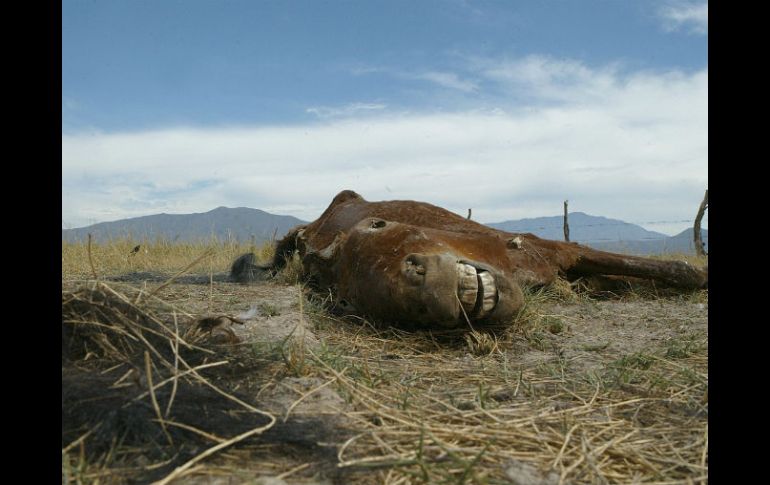 Los ambientalistas dicen que el fenómeno climático puede llegar a tener impactos mayores en los próximos dos meses. EL INFORMADOR / ARCHIVO