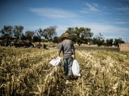 Con estas acciones aumentó la producción del maíz amarillo, ya que de tener 140 mil toneladas, ahora superan las 600 mil. EL INFORMADOR / ARCHIVO