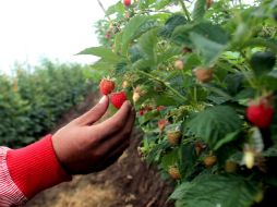 Potencial para productores. Jalisco tiene la mira puesta en China para la exportación de berries, como zarzamora, arándano y fresa. EL INFORMADOR / A. Hinojosa