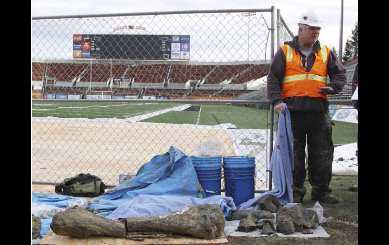 Obreros descubren huesos de mamut y otros mamíferos de la Edad del Hielo junto a un terreno de fútbol americano. AP / T. Hogue