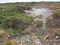 La dependencia también descartó 'ecocidio' en la zona. SUN / A. Hernández