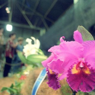 Exhibirán mil 500 especies de orquídeas a principios de febrero