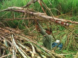 El patrón se negó a pagarles su sueldo y ahora los campesinos carecen de recursos para volver a su tierra. EL INFORMADOR / ARCHIVO