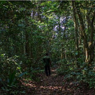 Virus que atemoriza América procede de un bosque en Uganda