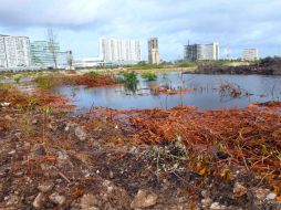 De la Peña comentó que el hecho de afirmar que 'no fue ecocidio' es una insensatez que debe preocuparnos. SUN / ARCHIVO