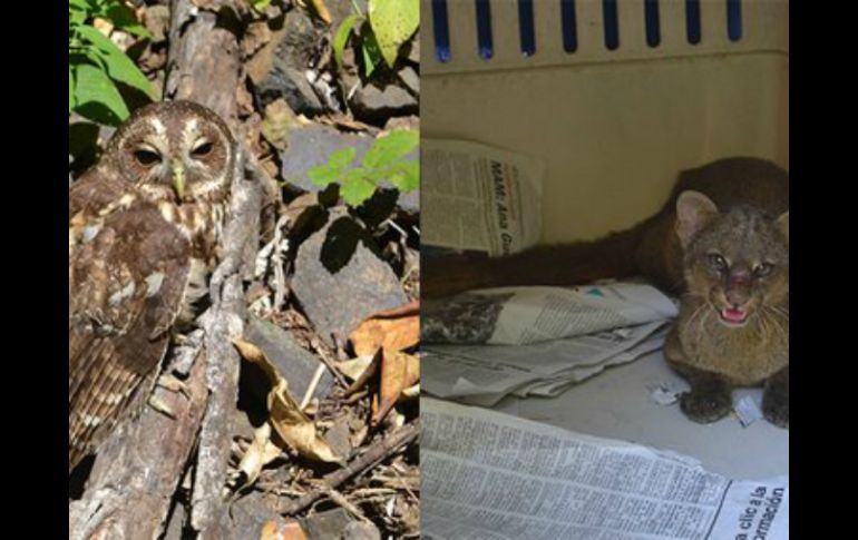 Estos animales, tanto el búho como el jaguarondi, se alimentan de pequeños mamíferos. TWITTER / @PROFEPA_Mx