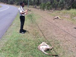 Los cuerpos de 16 canguros fueron hallados en un tramo de unos 100 metros de carretera. EFE / M. Beatty