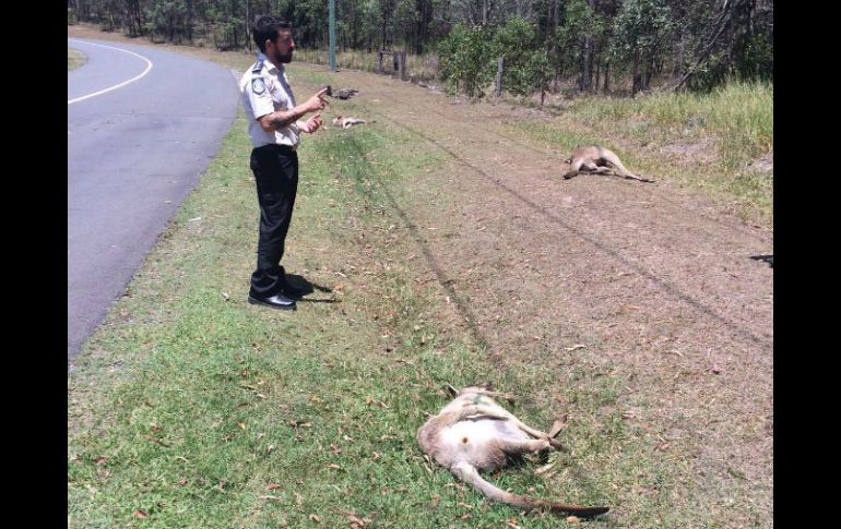 Los cuerpos de 16 canguros fueron hallados en un tramo de unos 100 metros de carretera. EFE / M. Beatty