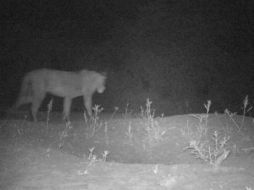 La expedición cree posible la presencia de leones también en el parque vecino de Dinder, en Sudán, donde se consideran extintos. TWITTER / @BFFoundation