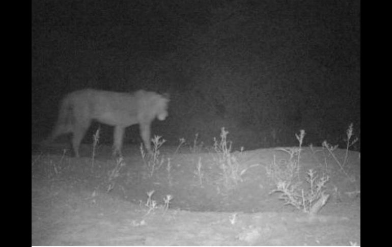 La expedición cree posible la presencia de leones también en el parque vecino de Dinder, en Sudán, donde se consideran extintos. TWITTER / @BFFoundation