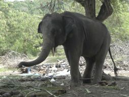 El elefante, llamado Rambo y apodado ''Golf'', tendrá 15 días de descanso y luego será trasladado a otras instalaciones de la compañía. AP / S. Thani