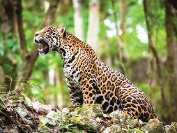 Si se continúa con el programa de protección, el jaguar se mantendrá por muchas décadas más. NTX / ARCHIVO