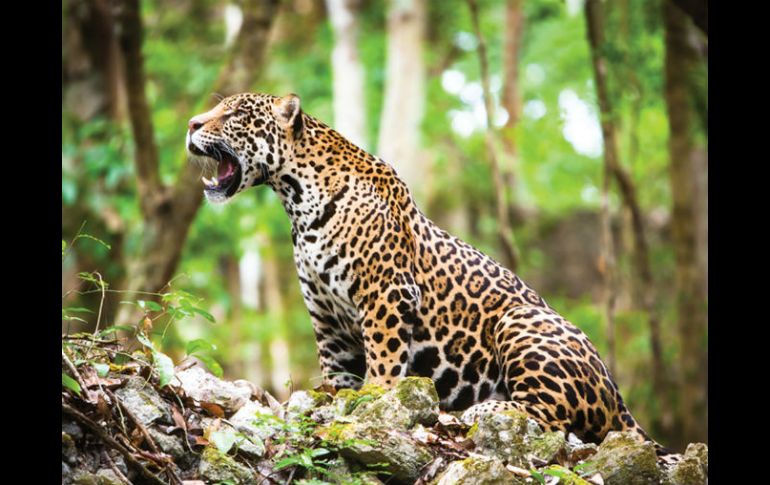 Si se continúa con el programa de protección, el jaguar se mantendrá por muchas décadas más. NTX / ARCHIVO