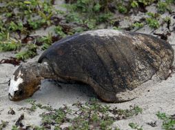 Es probable que los niños y ancianos atraparan a las tortugas por ser una presa fácil. EL INFORMADOR / ARCHIVO