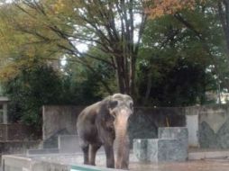 Señalan que la visión japonesa sobre el bienestar animal en los zoológicos está rezagada. ESPECIAL /