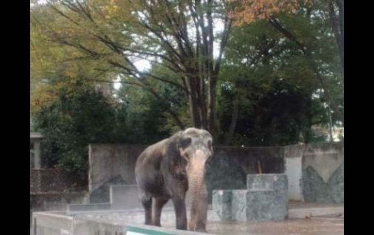 Señalan que la visión japonesa sobre el bienestar animal en los zoológicos está rezagada. ESPECIAL /