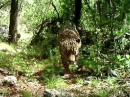 'El Jefe' ha estado viviendo en las montañas de Santa Rita por más de tres años. YOUTUBE /