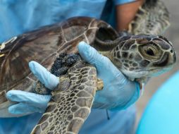 Cada tortuga puede requerir varias operaciones para remover todos los tumores, que cubren sus cuellos, vientres y ojos. AFP / P. Cozzaglio