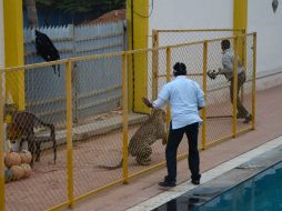 Las incursiones de animales salvajes en la India son frecuentes debido a la destrucción de su hábitat. AFP /