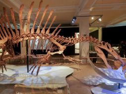 El esqueleto del Spinosaurus es una de las estrellas del museo junto a un tiranosautius rex. AFP / K. Nietfeld