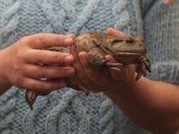 Portales de venta en línea ofrecen las ranas y sapos a 100 pesos como alternativa a repelentes e insecticidas. EL INFORMADOR / ARCHIVO