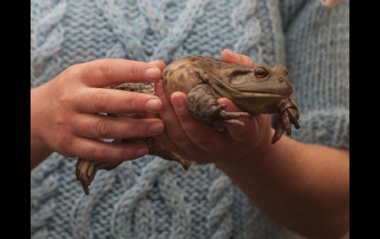 Portales de venta en línea ofrecen las ranas y sapos a 100 pesos como alternativa a repelentes e insecticidas. EL INFORMADOR / ARCHIVO