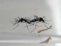 Brasil ha intensificado sus esfuerzos para combatir los criaderos de las larvas del Aedes aegypti. EL INFORMADOR / ARCHIVO