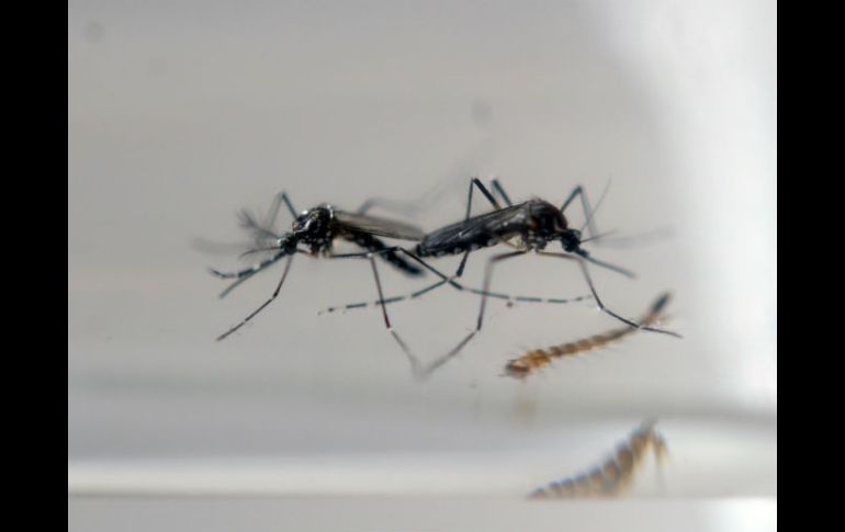 Brasil ha intensificado sus esfuerzos para combatir los criaderos de las larvas del Aedes aegypti. EL INFORMADOR / ARCHIVO