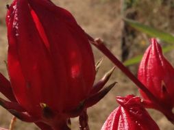 Se sabían los efectos de la flor en la medicina tradicional, pero se desconocían los compuestos químicos involucrados. NTX / ARCHIVO