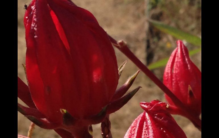 Se sabían los efectos de la flor en la medicina tradicional, pero se desconocían los compuestos químicos involucrados. NTX / ARCHIVO