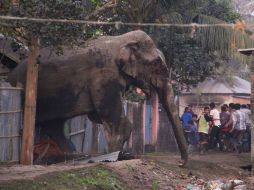 Fue trasladada a un parque especial para paquidermos domesticados que es gestionado por el departamento de bosques. AP /