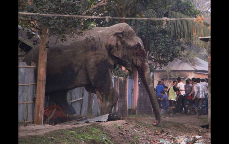 Fue trasladada a un parque especial para paquidermos domesticados que es gestionado por el departamento de bosques. AP /