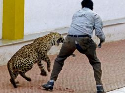 En los últimos años, se han producido en el país varios ataques de leopardos y tigres a personas. EFE /