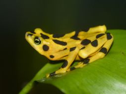 Más de 168 especies de anfibios se han extinguido en las últimas décadas. EFE / ARCHIVO