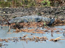 Fonatur tiene la obligación de rescatar y reubicar a los cinco cocodrilos que habitan el manglar de Tajamar. AFP / ARCHIVO