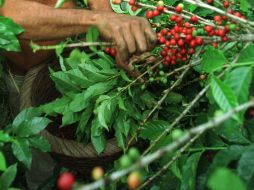 La producción de café genera empleos para los habitantes que no pueden salir de la comunidad. AP / ARCHIVO