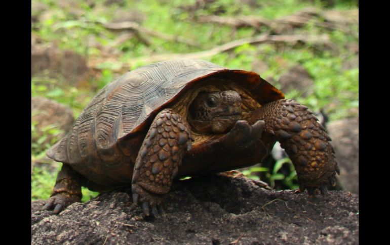 El inventario oficial de estas tortugas es de 342 especies. NTX / Especial