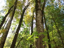 El Bosque de Arce se encuentra a aproximadamente 16 kilómetros de la cabecera municipal de Talpa de Allende ESPECIAL / Gobierno de Jalisco