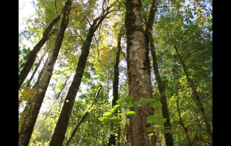 El Bosque de Arce se encuentra a aproximadamente 16 kilómetros de la cabecera municipal de Talpa de Allende ESPECIAL / Gobierno de Jalisco