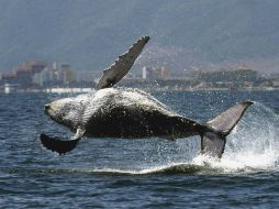 Se generará una publicación donde aparezcan puntos en los que se debe mejorar la armonía de las ballenas. AFP / ARCHIVO