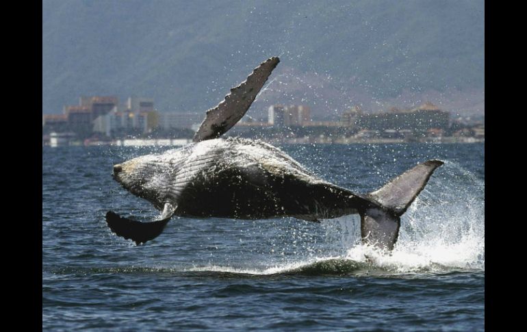 Se generará una publicación donde aparezcan puntos en los que se debe mejorar la armonía de las ballenas. AFP / ARCHIVO