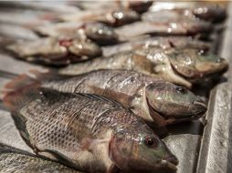 La Seder recomienda que al comprar tilapia se verifique que el establecimiento esté limpio, los pescados tengan aroma fresco y suave. EL INFORMADOR / ARCHIVO