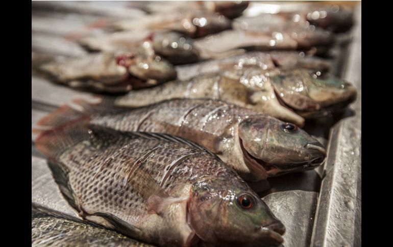 La Seder recomienda que al comprar tilapia se verifique que el establecimiento esté limpio, los pescados tengan aroma fresco y suave. EL INFORMADOR / ARCHIVO