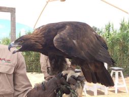 El águila real es un ave que habita en todo el mundo, pues sus subespecies anidan desde zonas áridas hasta montañosas. NTX / ARCHIVO