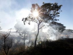 En el Bosque El Nixticuil se han realizado actividades de chaponeo, guardarrayas, brechas cortafuego y regado de árboles. EL INFORMADOR / ARCHIVO