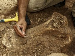 El hallazgo muestra que la falange humana y los demás restos encontrados tendrían alrededor de 900 mil años. EL INFORMADOR / ARCHIVO